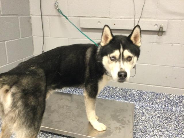 Shelter Stray Male Dog last seen Near BLOCK TORTUGA RD, CATHEDRAL CITY CA 92234, 72050 Pet Land Pl, Thousand Palms, CA 92276, USA