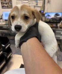 Shelter Stray Male Dog last seen Near BLOCK CALLE BOUGABVILIA, 72050 Pet Land Pl, Thousand Palms, CA 92276, USA