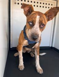 Shelter Stray Female Dog last seen Near BLK CHESTER AV, BAKERSFIELD CA, 201 S Mt Vernon Ave, Bakersfield, CA 93307, USA