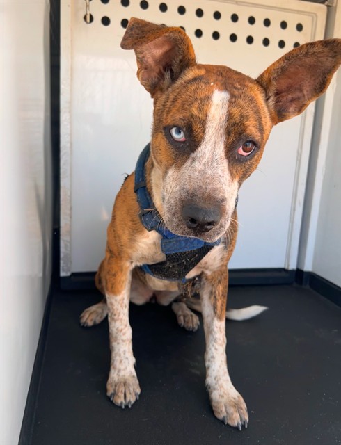 Shelter Stray Female Dog last seen Near BLK CHESTER AV, BAKERSFIELD CA, 201 S Mt Vernon Ave, Bakersfield, CA 93307, USA