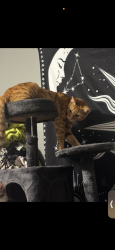 Lost Male Cat last seen Pinestraw court, Lexington, KY 40517
