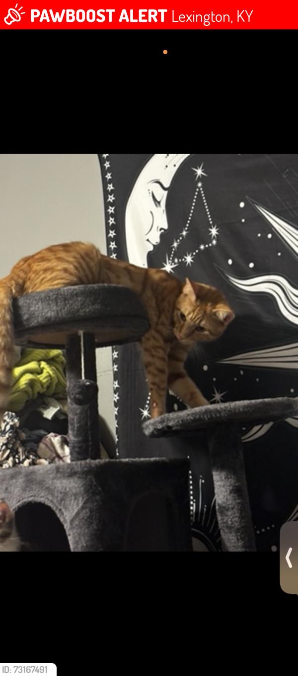 Lost Male Cat last seen Pinestraw court, Lexington, KY 40517