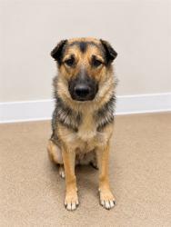 Shelter Stray Female Dog last seen , 38550 Sierra Hwy, Palmdale, CA 93550, USA