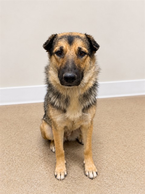 Shelter Stray Female Dog last seen , 38550 Sierra Hwy, Palmdale, CA 93550, USA