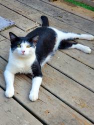 Found/Stray Male Cat last seen Highlands subdivision, Maryville, TN 37801