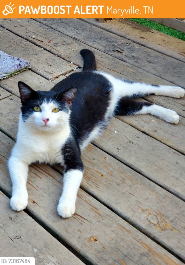 Found/Stray Male Cat last seen Highlands subdivision, Maryville, TN 37801