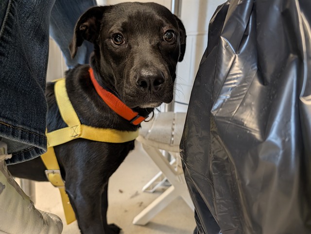 Shelter Stray Female Dog last seen ALAMANCE COUNTY, 221 Stone Quarry Rd, Burlington, NC 27217, USA