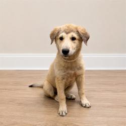 Shelter Stray Female Dog last seen , 38550 Sierra Hwy, Palmdale, CA 93550, USA