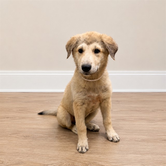 Shelter Stray Female Dog last seen , 38550 Sierra Hwy, Palmdale, CA 93550, USA