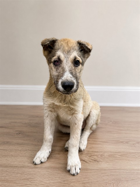 Shelter Stray Female Dog last seen , 38550 Sierra Hwy, Palmdale, CA 93550, USA