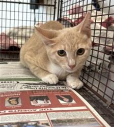 Shelter Stray Unknown Cat last seen SECOND STREET, 333 Chandler Pl, San Bernardino, CA 92408, USA