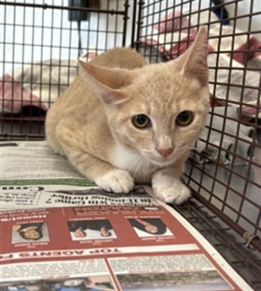 Shelter Stray Unknown Cat last seen SECOND STREET, 333 Chandler Pl, San Bernardino, CA 92408, USA