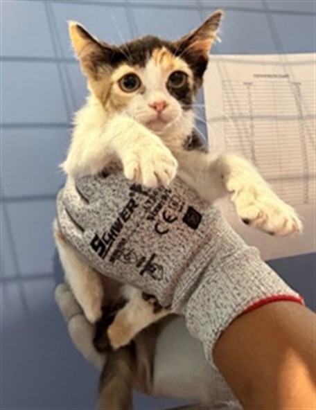Shelter Stray Female Cat last seen SECOND STREET, 333 Chandler Pl, San Bernardino, CA 92408, USA