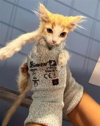 Shelter Stray Female Cat last seen SECOND STREET, 333 Chandler Pl, San Bernardino, CA 92408, USA