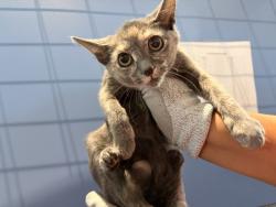 Shelter Stray Female Cat last seen SECOND STREET, 333 Chandler Pl, San Bernardino, CA 92408, USA