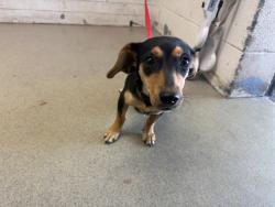 Shelter Stray Female Dog last seen VALENCIA & RALSTON, 333 Chandler Pl, San Bernardino, CA 92408, USA