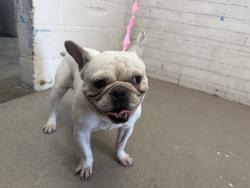 Shelter Stray Male Dog last seen SANTA FE & VALLEY VIEW, 333 Chandler Pl, San Bernardino, CA 92408, USA