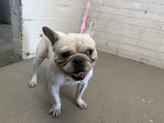 Shelter Stray Male Dog last seen SANTA FE & VALLEY VIEW, 333 Chandler Pl, San Bernardino, CA 92408, USA