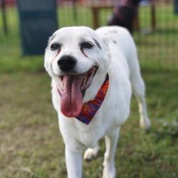Shelter Stray Female Dog last seen Near BLOCK ROLAND, 4710 TX-151, San Antonio, TX 78227, USA