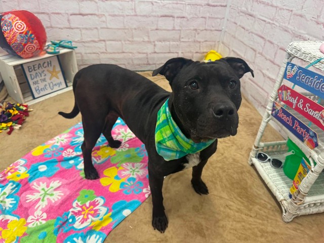 Shelter Stray Male Dog last seen Near BLOCK W 7 MILE RD, DETROIT, MI 48219, 7401 Chrysler Dr, Detroit, MI 48211, USA
