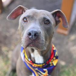 Shelter Stray Female Dog last seen Near BLOCK W MARIPOSA DR, 4710 TX-151, San Antonio, TX 78227, USA