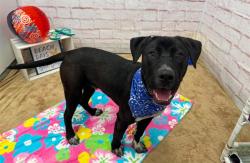 Shelter Stray Male Dog last seen Near BLOCK W 7 MILE RD, DETROIT, MI 48219, 7401 Chrysler Dr, Detroit, MI 48211, USA