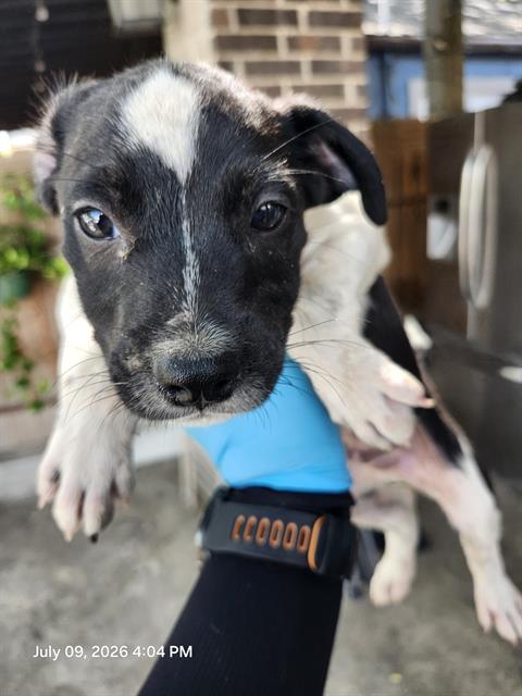 Shelter Stray Male Dog last seen Near BLOCK RECIO, 4710 TX-151, San Antonio, TX 78227, USA