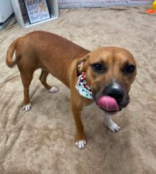 Shelter Stray Female Dog last seen Near BLOCK E 8 MILE RD, DETROIT MI 48234, 7401 Chrysler Dr, Detroit, MI 48211, USA