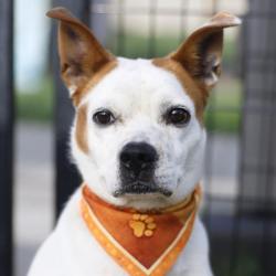 Shelter Stray Male Dog last seen Near DEMYA AND SW LOOP 410, 4710 TX-151, San Antonio, TX 78227, USA