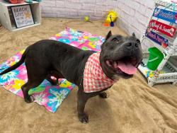 Shelter Stray Female Dog last seen Near BLOCK COLLINGHAM DR, DETROIT, MI 48205, 7401 Chrysler Dr, Detroit, MI 48211, USA