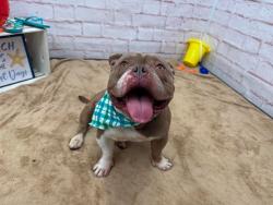 Shelter Stray Male Dog last seen Near BLOCK PALLISTER ST, DETROIT, MI 48202, 7401 Chrysler Dr, Detroit, MI 48211, USA