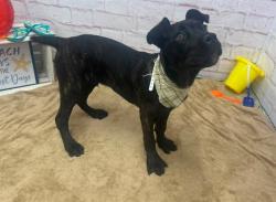 Shelter Stray Male Dog last seen Near BLOCK NORWOOD ST, DETROIT, MI 48234, 7401 Chrysler Dr, Detroit, MI 48211, USA
