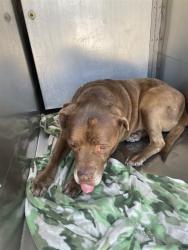 Shelter Stray Male Dog last seen , 4000 N Silverbell Rd, Tucson, AZ 85745, USA