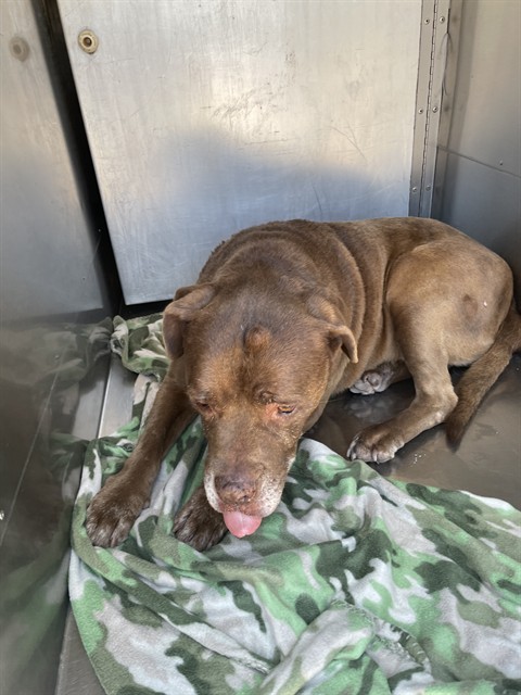 Shelter Stray Male Dog last seen , 4000 N Silverbell Rd, Tucson, AZ 85745, USA