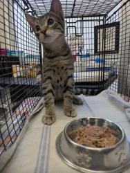 Shelter Stray Male Cat last seen , 4000 N Silverbell Rd, Tucson, AZ 85745, USA