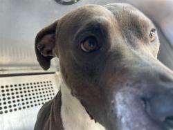 Shelter Stray Male Dog last seen , 4000 N Silverbell Rd, Tucson, AZ 85745, USA