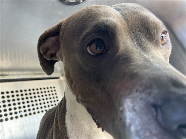 Shelter Stray Male Dog last seen , 4000 N Silverbell Rd, Tucson, AZ 85745, USA