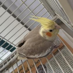Shelter Stray Unknown Bird last seen BYINGTON PARK ON BYINGTON DR, 1950 Stevenson Blvd, Fremont, CA 94538, USA