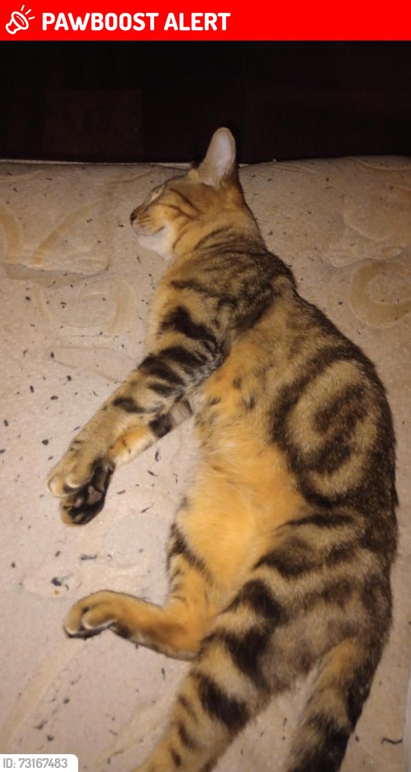 Lost Male Cat last seen Kholstad and old texeco rd, Montgomery County, TX 77302