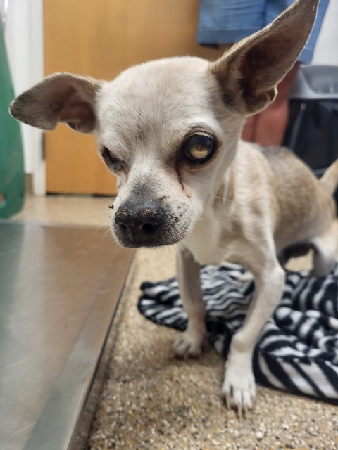 Shelter Stray Male Dog last seen CHILDS PL, 3001 2nd St SW, Albuquerque, NM 87105, USA