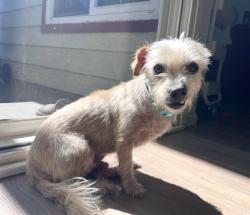 Shelter Stray Male Dog last seen , 957 N Gaffey St, San Pedro, CA 90731, USA