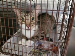 Shelter Stray Female Cat last seen , 957 N Gaffey St, San Pedro, CA 90731, USA