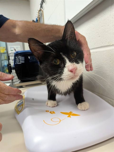 Shelter Stray Male Cat last seen OFALLON, 4850 Mid Rivers Mall Dr, St Peters, MO 63376, USA