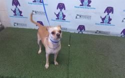 Shelter Stray Male Dog last seen , 2769 Conroy Rd, Orlando, FL 32839, USA