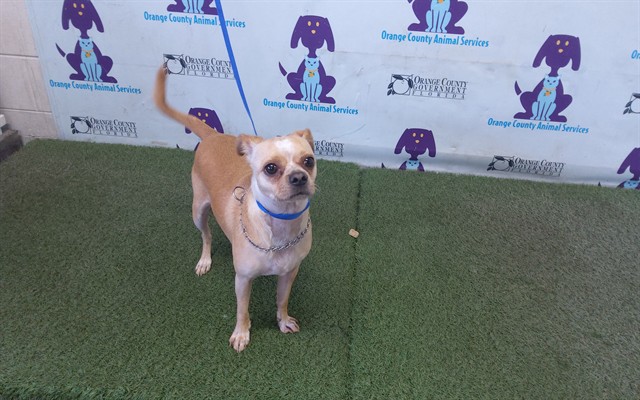 Shelter Stray Male Dog last seen , 2769 Conroy Rd, Orlando, FL 32839, USA
