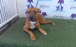 Shelter Stray Male Dog last seen , 2769 Conroy Rd, Orlando, FL 32839, USA