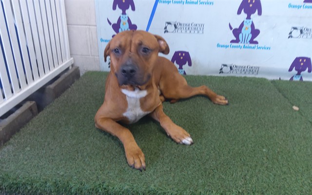 Shelter Stray Male Dog last seen , 2769 Conroy Rd, Orlando, FL 32839, USA