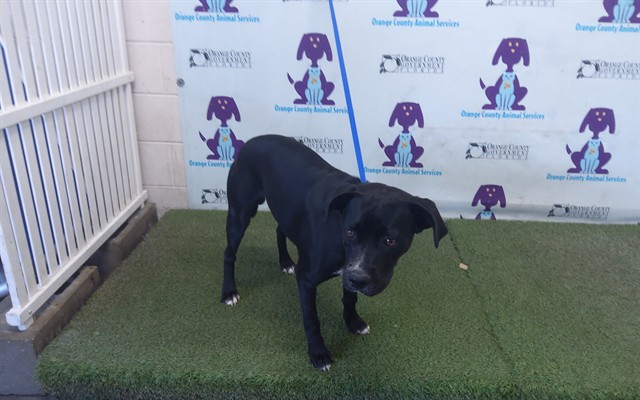 Shelter Stray Male Dog last seen , 2769 Conroy Rd, Orlando, FL 32839, USA