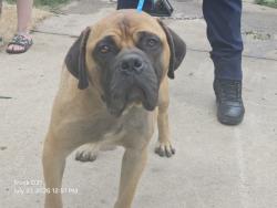 Shelter Stray Male Dog last seen , 7401 Chrysler Dr, Detroit, MI 48211, USA