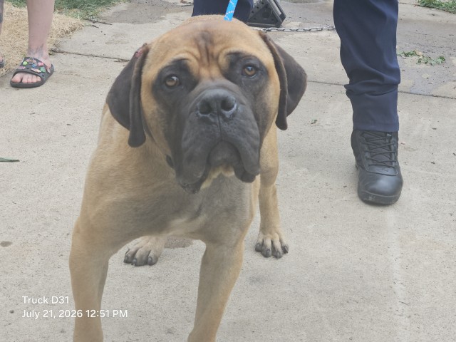 Shelter Stray Male Dog last seen , 7401 Chrysler Dr, Detroit, MI 48211, USA